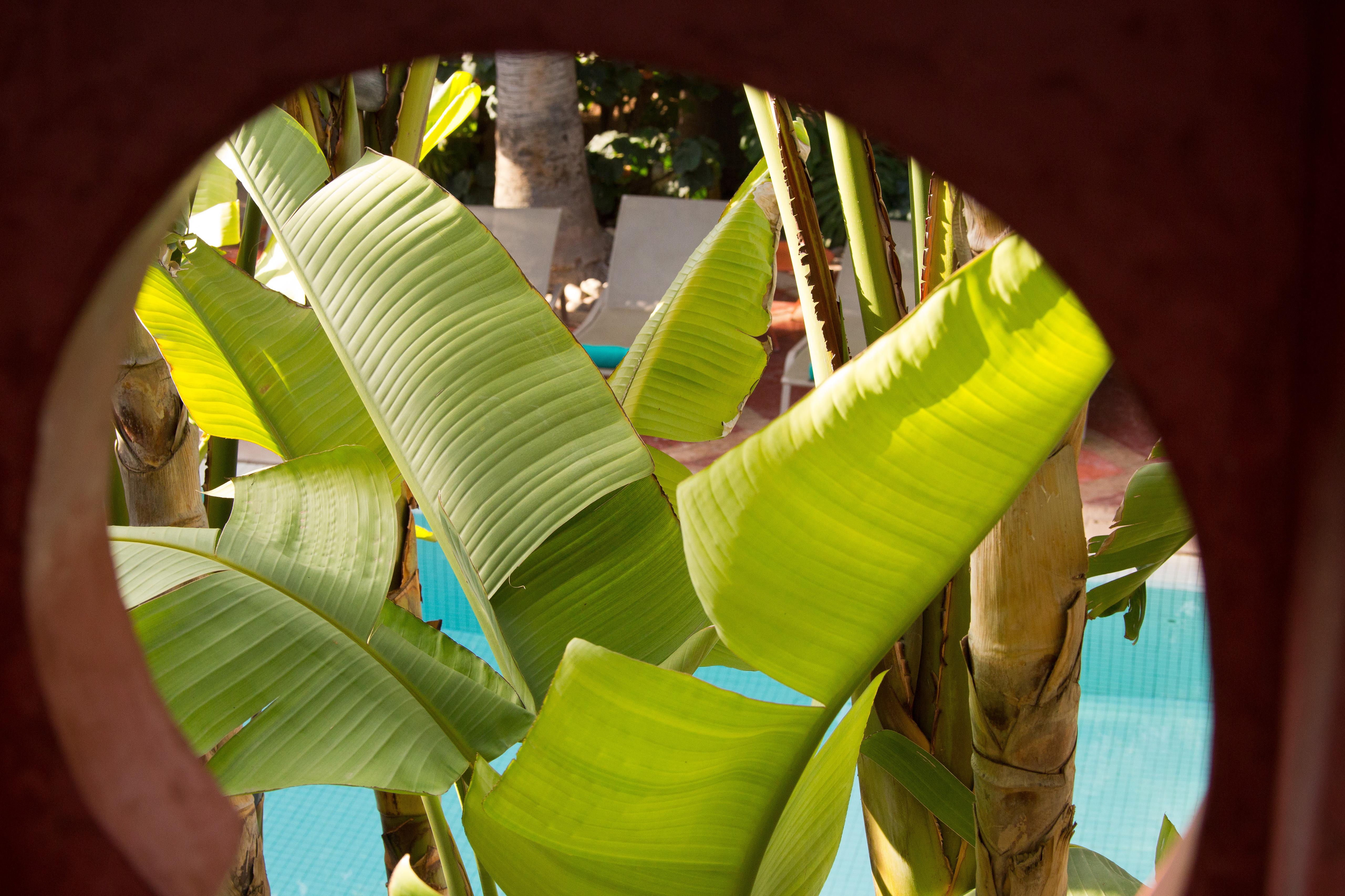Les Jardins De La Medina Hotell Marrakesh Eksteriør bilde Banana leaves
